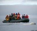 Spitsbergen Polar bear and tour group, Spitsbergen, Norway.