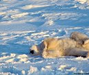 Polar Bears of Churchill Polar bear, Churchill, Manitoba