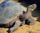 Galapagos Tortoise