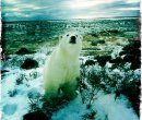 Polar bear, Seal River