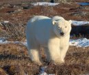 Seal River Fall Polar Bear Photo Safari Large bear