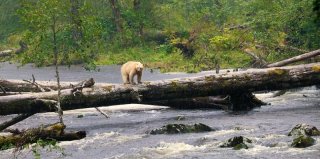 Kermode or Spirit Bear in Great Bear Rainforest