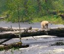 Kermode | Quest for the Spirit Bear Kermode or Spirit Bear in Great Bear Rainforest