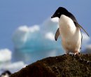 Antarctic Peninsula anvo-05512
