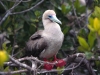 Red-footed Booby