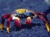 Sally Lightfoot Crab