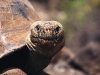 Gal&aacute;pagos Tortoise