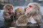 japan-snow-monkey-grooming