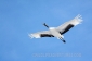 japan-crane-flight