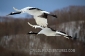 japan-crane-two