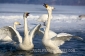 japan-swans