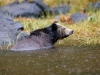Brown Bear, British Columbia