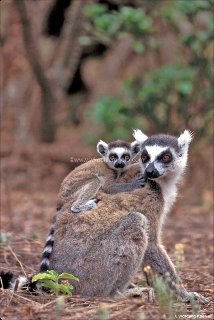 Ringtail Lemur