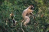 VERREAUX SIFAKA LEMURS FEEDING IN TREE