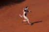 VERREAUX SIFAKA LEMUR WITH BABY ON BACK, LEAPING OVER ROAD