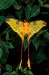 MOTH (Argema mittrei)