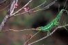 PANTHER CHAMELEON, MALE, FEEDING ON GRASSHOPPER (Furcifer pardalis)
