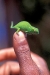 CHAMELEON, FEMALE ON THUMB (Furcifer petteri)