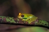 GLASS FROG AT NIGHT