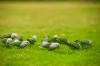 LOVEBIRDS ON LAWN