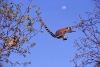 ring-tailed-lemur-1