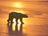 Polar bear, Churchill, Manitoba