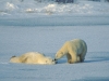 Polar bears, Churchill, Manitoba