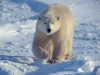 Polar bear, Churchill, Manitoba