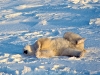 Polar bear, Churchill, Manitoba