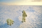 Polar bear (Ursus maritimus), near Churchill, Manitoba, Canada. Famous as one of the best places to view polar bears.