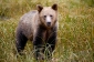 Brown or Grizzly Bear
