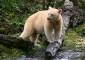 Kermode or Spirit Bear