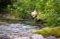 Kermode or Spirit Bear