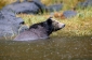Brown Bear or Grizzly Bear in rain