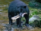 Black Bear with salmon