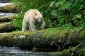 Kermode or Spirit Bear