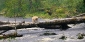 Kermode or Spirit Bear in Great Bear Rainforest