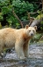 Kermode or Spirit Bear