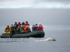 Polar bear and tour group, Spitsbergen, Norway.