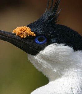 Blue-eyed shag, Jougla Point, Antarctica Blue-eyed shag, Jougla Point, Antarctica