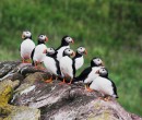 Atlantic puffins atlantic puffins