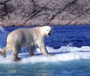 Spitsbergen polar bear on ice Spitsbergen polar bear on ice