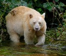 Spirit Bear or Kermode bear Spirit Bear or Kermode bear