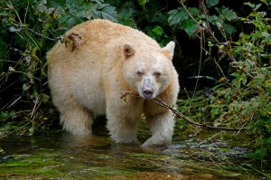 Spirit Bear or Kermode bear Spirit Bear or Kermode bear