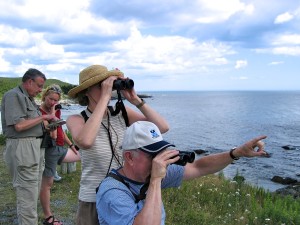 Whale watching