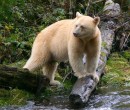 AGPix, DRR spirit bear