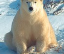 Sitting polar bear