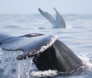 Whale tails whale tails
