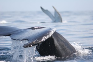Whale tails whale tails