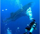 Isla whale shark belize whale shark